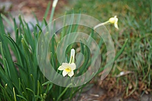 Narcissus tazetta Ã¢â¬Å¾MinnowÃ¢â¬Å in the garden in spring. Narcissus is a genus of predominantly spring flowering perennial plants.